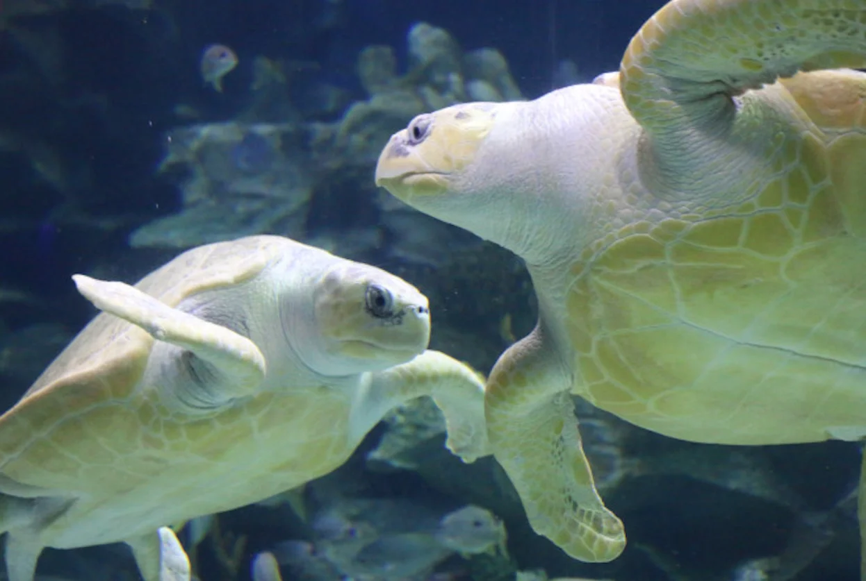 Aquaria KLCC + Berjaya Times Square Theme Park Weekdays (Except Public Holidays) - view 2